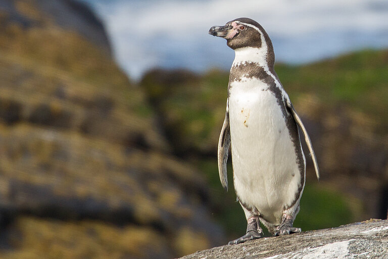 Humboldtpinguin Humboldtpinguin