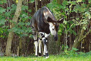 Okapi läuft über die Außenanlage