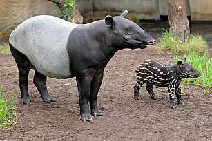 Malayan tapir with his baby