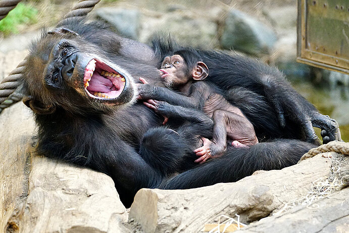 Chimpanzee with youngs