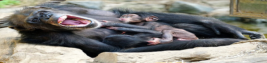  Schimpanse stillt zwei Jungtiere und öffnet dabei ihr Maul
