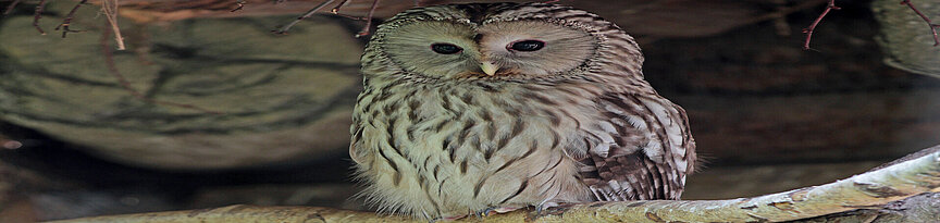 Ural owl 