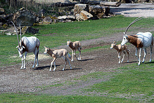 Säbelantilopengruppe mit Jungtieren auf der Savanne.