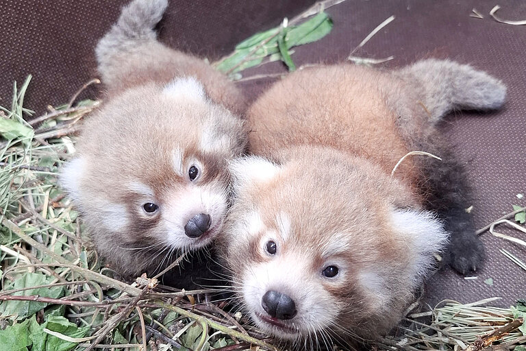 Zwei Rote Panda Jungtiere in der Wurfbox