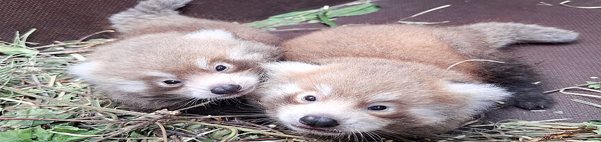 Zwei Rote Panda Jungtiere in der Wurfbox