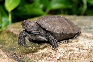 Jungtier einer braunen Landschildkröte befindet sich auf einem Stein