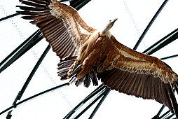 Gänsegeier mit gespreizten Flügeln von unten