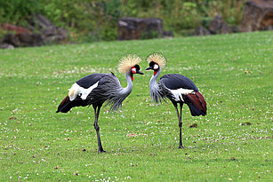 Two African crowned cranes 