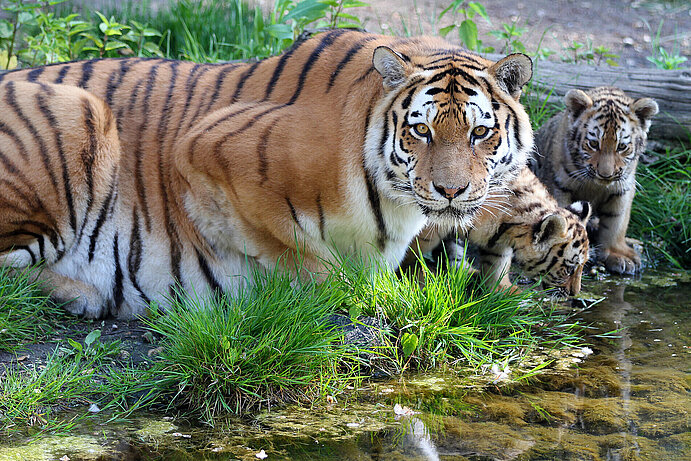 amur tigerwith its kids