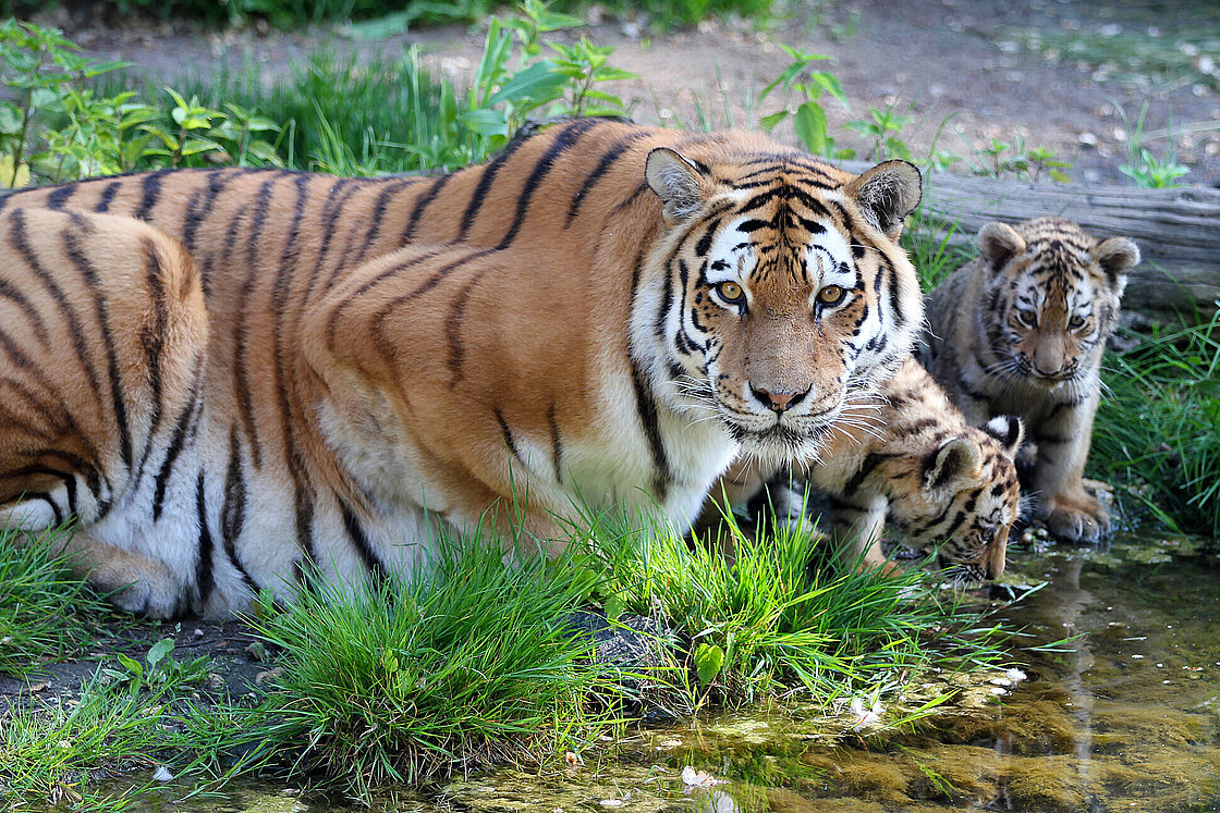 Amur Tiger Amur Tiger