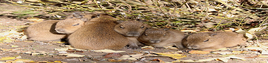 Eine Gruppe von Capybara Jungtieren wärmt sich in der Sonne
