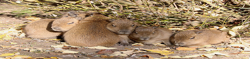capybara babys