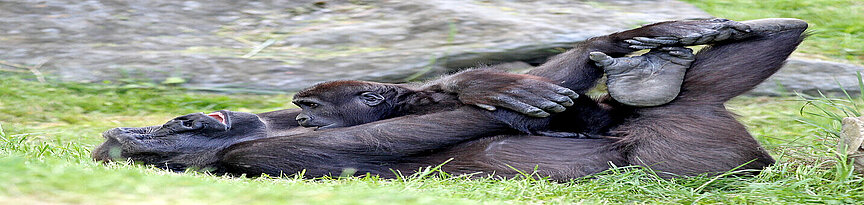 Flachlandgorilla  liegt auf dem Rücken mit ihrem Jungtier auf dem Bauch
