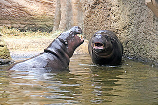 two Pygmy hippopotamus in the water