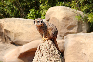 Slender tailed meerkat on top of a stone