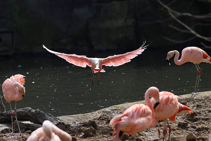 Landender Rosa Löffler in der Flamingolagune und Chileflamingos