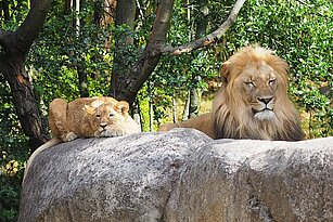 Löwenkater mit Jungtier. 