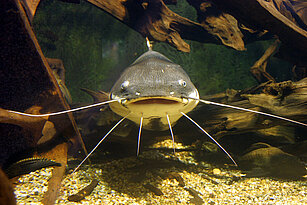 Redtail catfish 