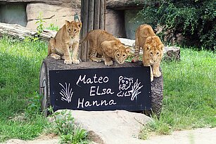 Drei Junglöwen sitzen auf einem Stamm. Dafür steht ein großes Schild mit den Namen der Tiere darauf - Elsa, Hanna und Mateo.