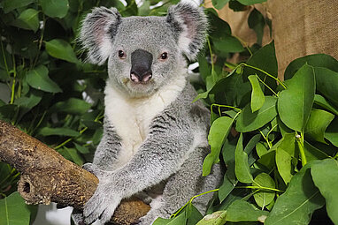 Koala Bouddi