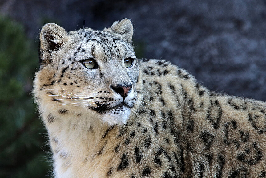 snow leopard from the side