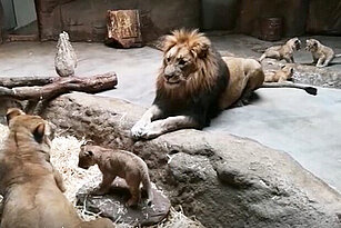 Löwen-Eltern mit Jungtieren spielen im Innengehege