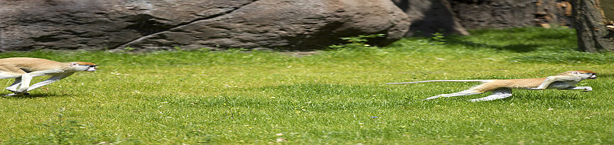 Zwei Husarenaffen sprinten durch das Gras, im Hintergrund Felsen
