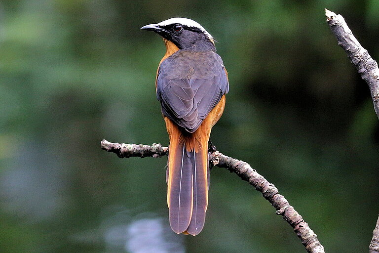 White crowned robin chat 