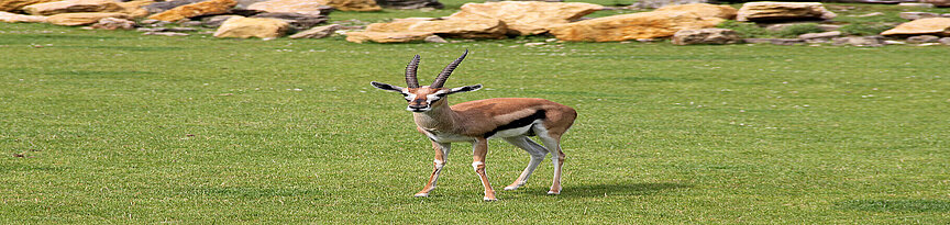 Thomson’s gazelle on the kiwara savannah