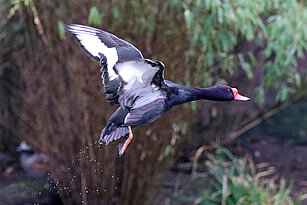Eine männliche Peposakaente von der Seite im Flug mit ausgereiteten Flügeln und spritzenden Wassertropfen