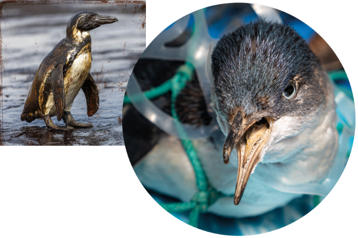 A penguin is entangled in a discarded fishing net, with the net wrapped around its body and flippers. The image highlights the dangers of marine debris and fishing gear for wildlife.