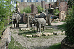 Elefanten auf der Außenanlage