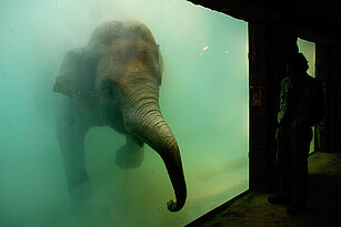 Elefant beim Elefantenbaden unter Wasser