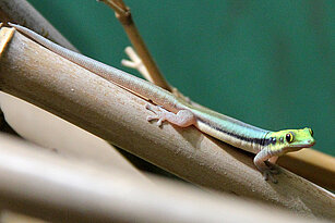 Yellow-headed day gecko 