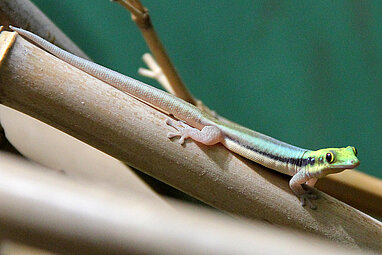 Yellow-headed day gecko 