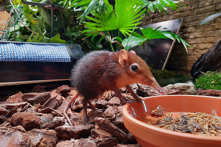 Junges Rüsselhündchen an einer Futterschale mit Larven und Würmern.