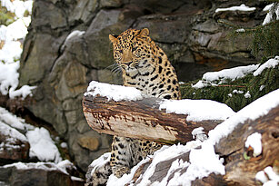 Ein Amurleopard im Schnee zwischen Baumstämmen und Felsen