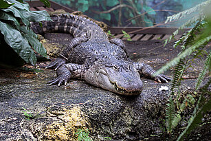 Ein Mississippi-Alligator im Becken.