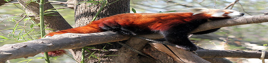 Nepalesischer Roter Panda liegt für längst auf dem Ast und schläft