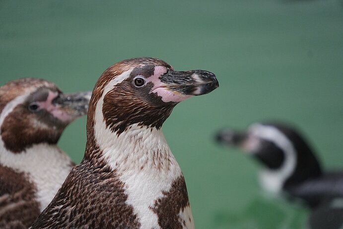 Humboldtpinguin