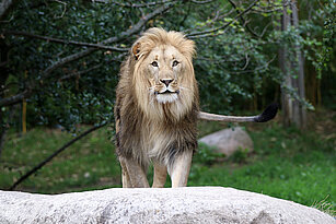 african lion 
