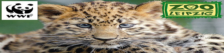 Junger Amurleopard mit oben links WWF-Logo, oben rechts Zoo-Leipzig-Logo
