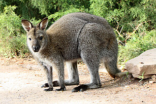 Ein Bennettkänguru von der Seite steht auf allen Vieren auf einem Weg und schaut den Betrachter an, im Hintergrund Vegetation