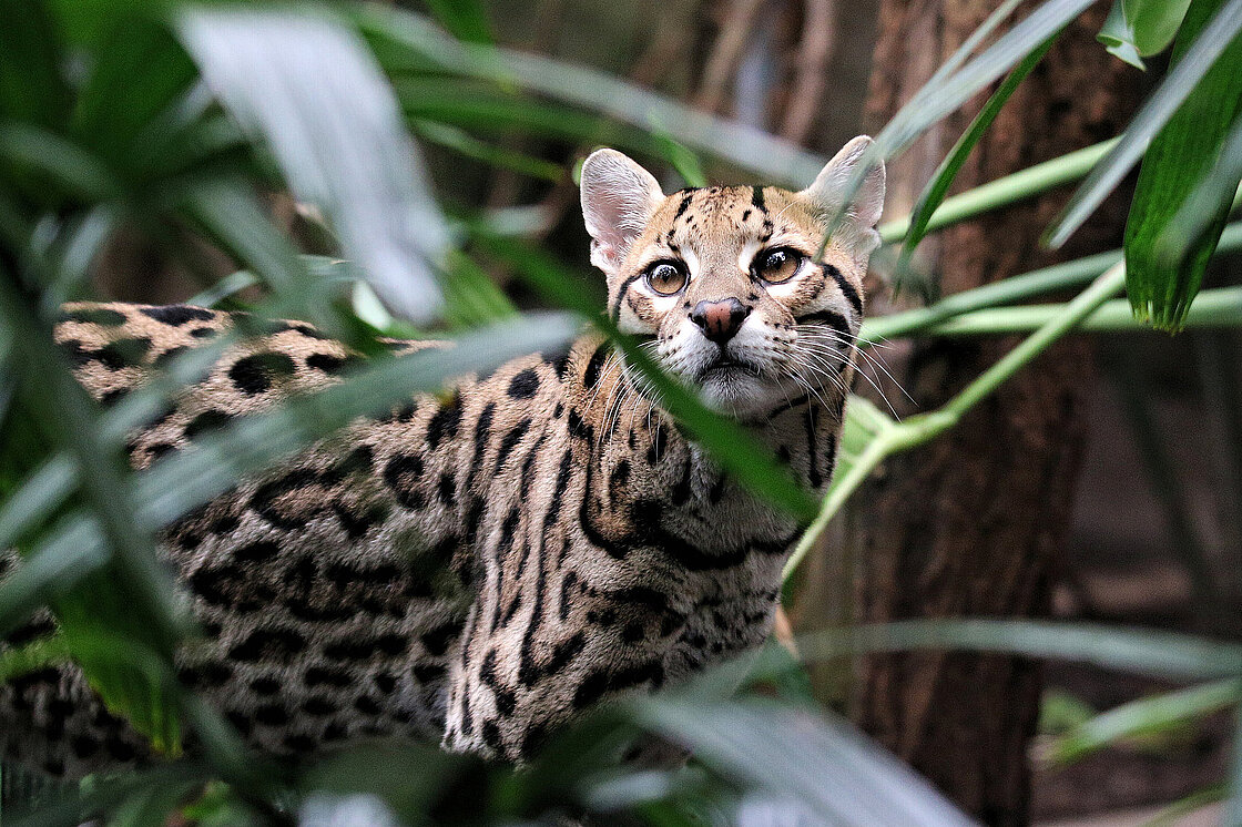 How Much Do Ocelots Cost