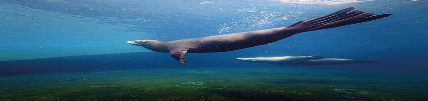 Kalifornische Seelöwen unter Wasser