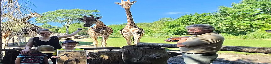 Namensgeber vor Giraffen