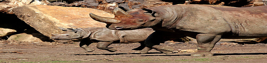 Eastern black rhinoceros with her young
