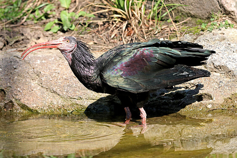 Hermit ibis standing in the water