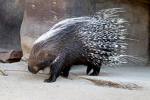 Cape porcupine from the side