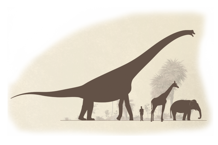 Größenvergleich Brachiosaurus-Mensch-Giraffe-Elefant
